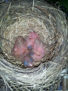 3 beautiful blue eggs magically turned into 3 blobs of pink and fuzz with alien eyes!