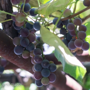 Concord grapes on the vine